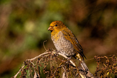 Scarlet Finch photo 3