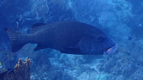 Photo of Whiteline Sweetlips (Plectorhinchus albovittatus)