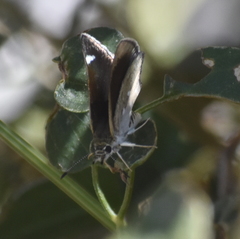 Hesperopsis libya