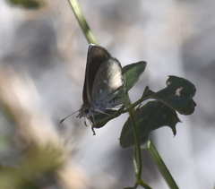 Hesperopsis libya