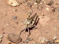 Derotmema laticinctum