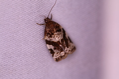 Archips mortuana