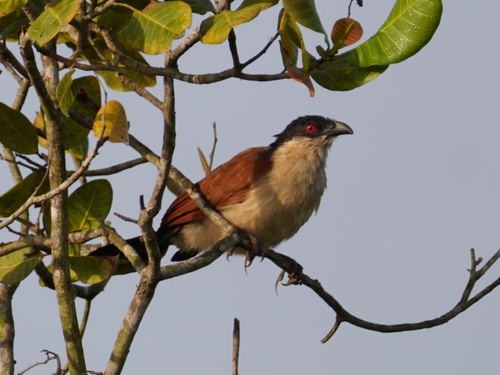 Senegal Coucal