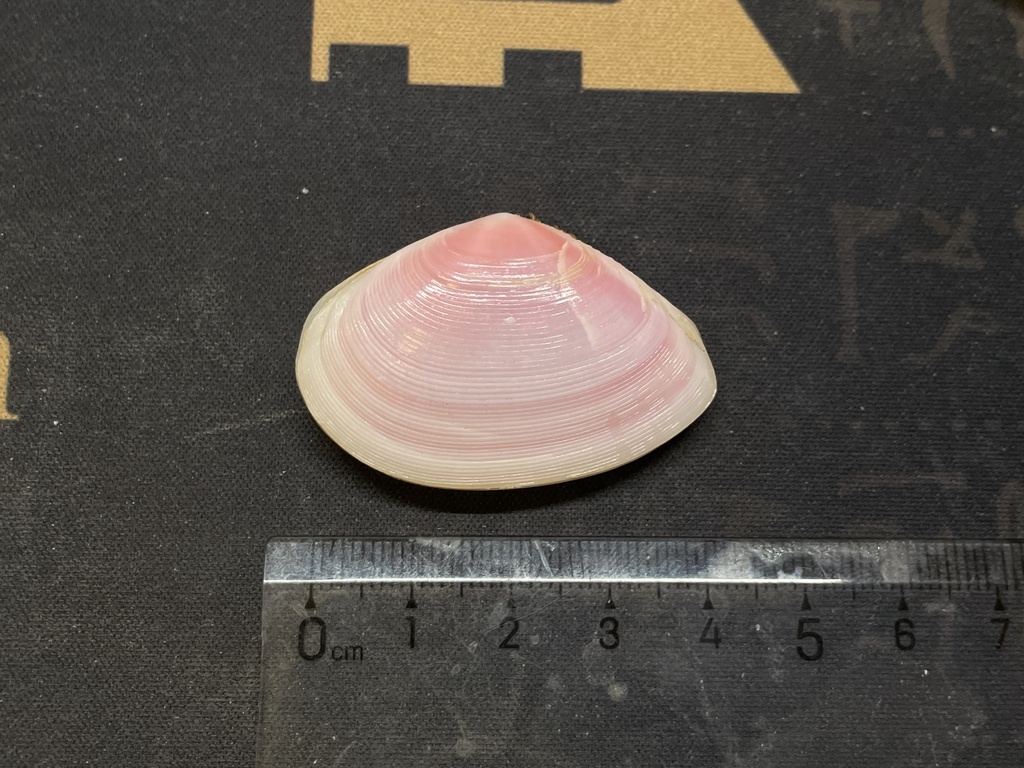 Eurytellina angulosa