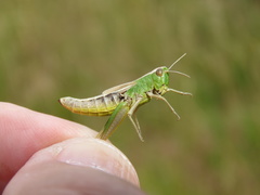 Pseudochorthippus parallelus