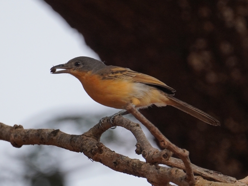 Northern Puffback