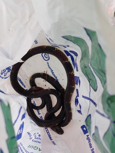Steindachner's Coralsnake