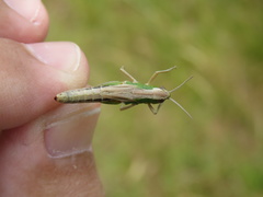Pseudochorthippus parallelus
