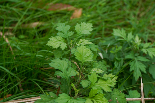 Image of Artemisia princeps by (c) WATANABE Hitoshi 渡辺仁, some rights reserved (CC BY)