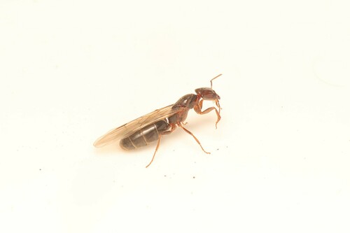 Anonychomyrma longicepsAnonychomyrma longiceps