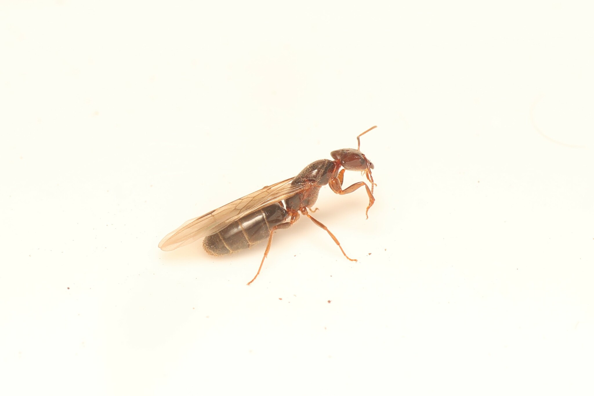 Anonychomyrma longiceps