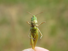 Pseudochorthippus parallelus