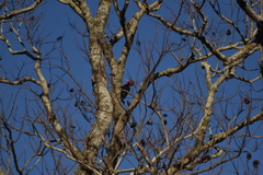 Campephilus leucopogon