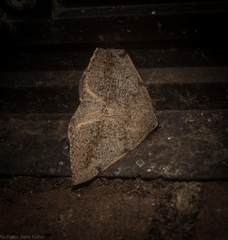 Taxeotis perlinearia