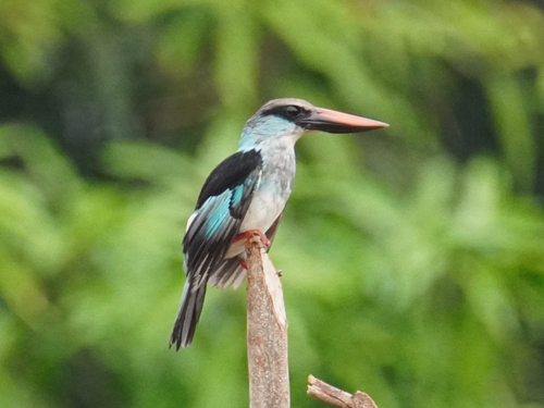 Blue-breasted Kingfisher