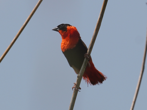 Northern Red Bishop