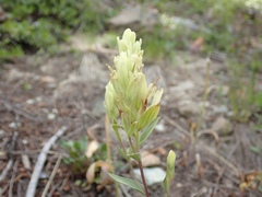 Castilleja elmeri
