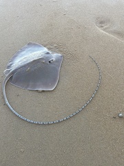 Blackspotted Whipray photo 5