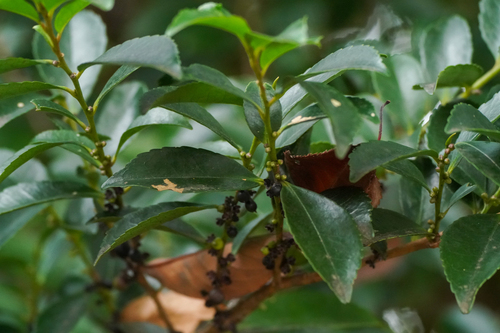 Image of Eurya japonica by (c) WATANABE Hitoshi 渡辺仁, some rights reserved (CC BY)
