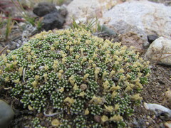 Benthamiella patagonica