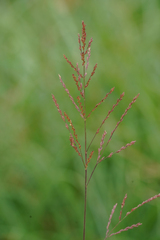 Arundinella hirta, photograph (c) WATANABE Hitoshi 渡辺仁, some rights reserved (CC BY)
