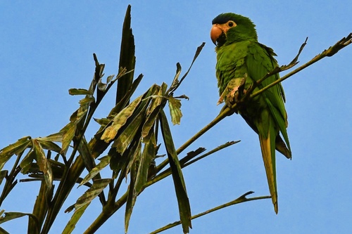 Diopsittaca nobilis