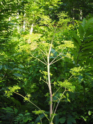Image of Peucedanum verticillare by (c) silk128, some rights reserved (CC BY)