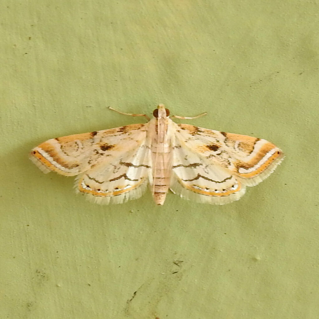 Argyractis argentilinealis