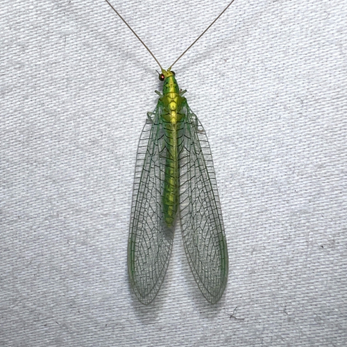 Apertochrysa edwardsi photo 5
