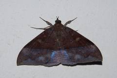 Ischyja marapok