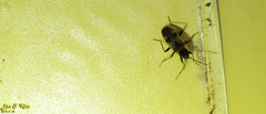 Panaorus albomaculatus