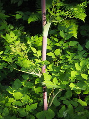 Peucedanum verticillare