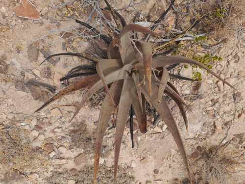 Aloe scobinifolia