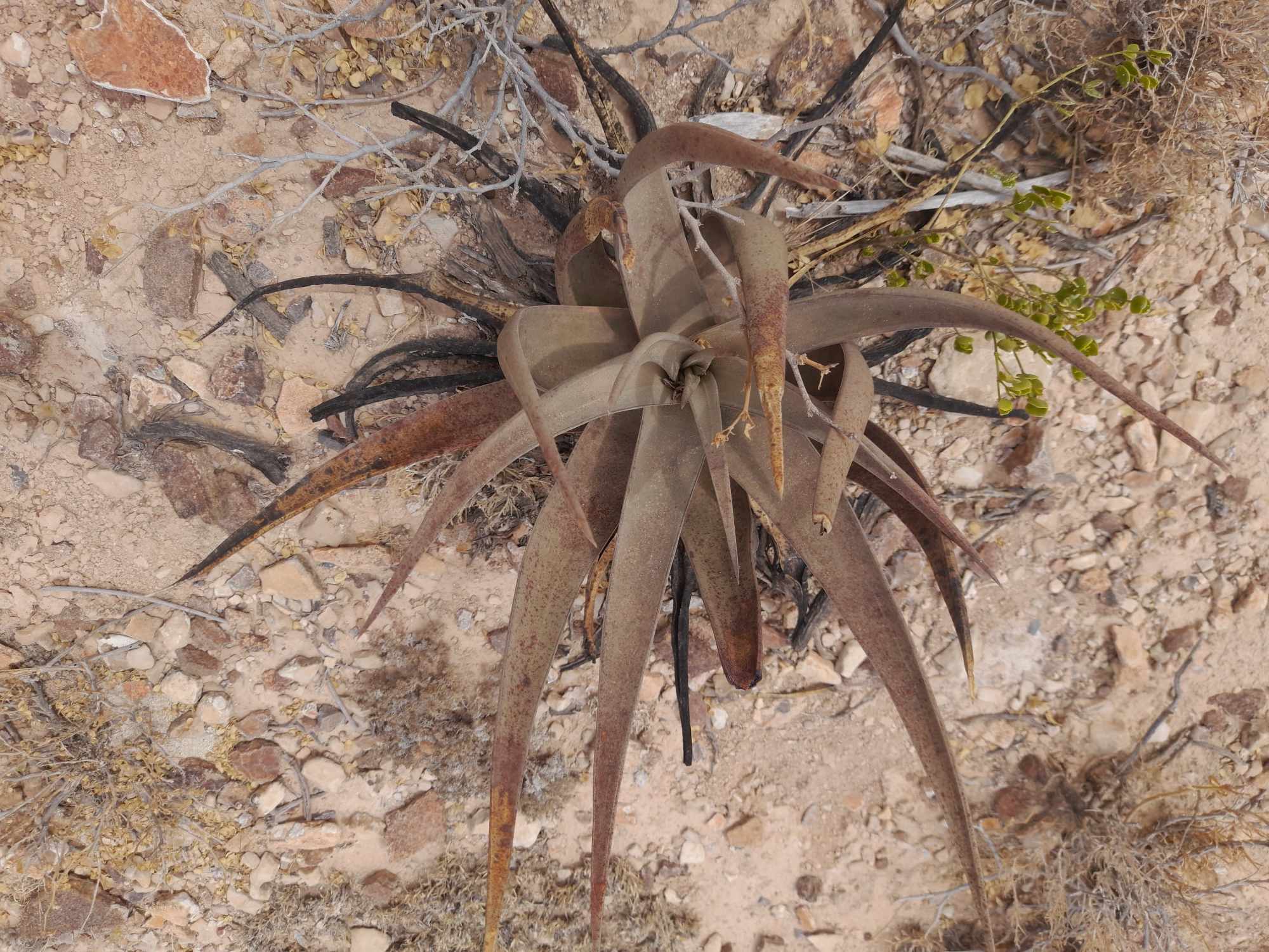 Aloe scobinifolia