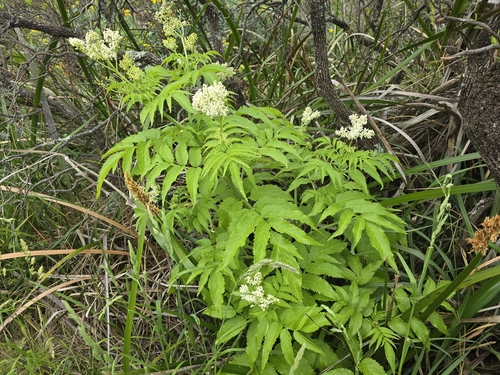 Image of Sambucus gaudichaudiana by (c) Josh, some rights reserved (CC BY)