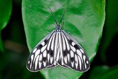 Cyclosia pieridoides