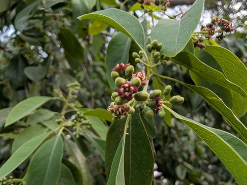 Image of Santalum album by (c) Ravuri Krishna Chaitanya, some rights reserved (CC BY)
