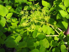 Peucedanum verticillare
