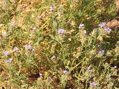 Glandularia latilobata
