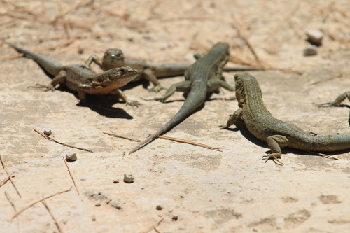 Lilford's Wall Lizard, Baleares, ES-PM, ES, photo 5 of 10