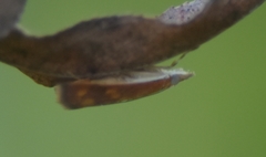 Pyrausta phoenicealis