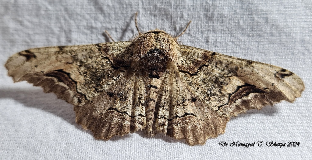 Biston sinuata