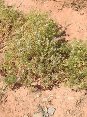 Glandularia latilobata
