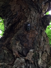 Dorcus rectus rectus