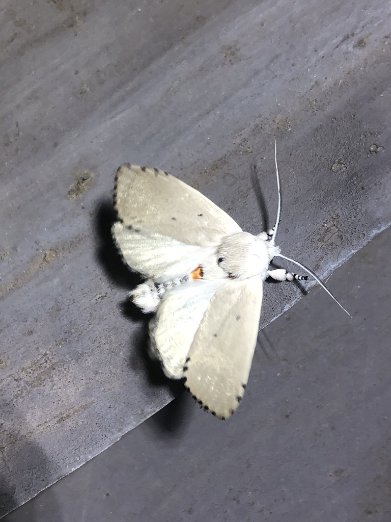 Cryptophasa catharia
