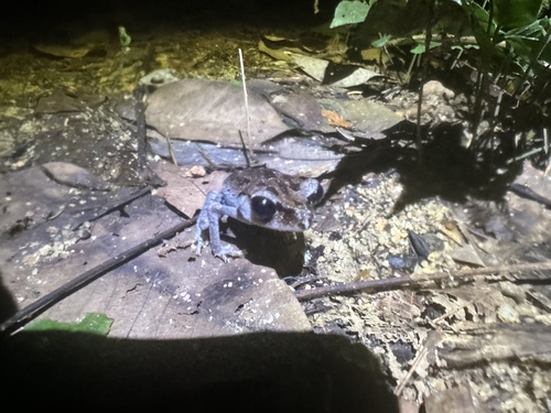 Black Eyed Litter Frog, Leptobrachium nigrops