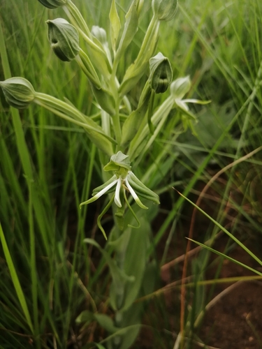 Lateral Woodorchid (Bonatea boltonii)