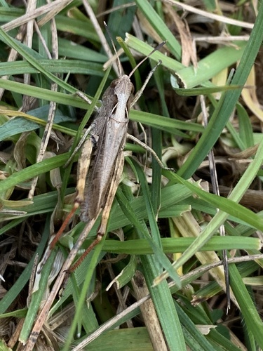 Rufous Grasshopper photo 3