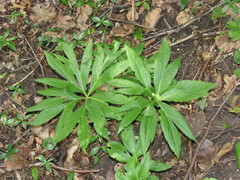 Helleborus purpurascens