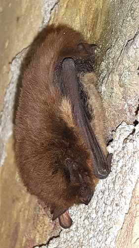 Nathusius' Pipistrelle, Dokkum, Nederland, photo 7 of 10